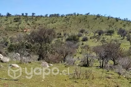 4.9ha en la región del Maule, loteado - Imagen 11