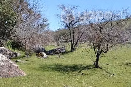 4.9ha en la región del Maule, loteado - Imagen 6