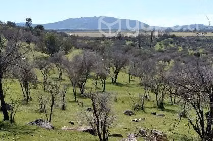 4.9ha en la región del Maule, loteado - Imagen 10