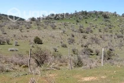 4.9ha en la región del Maule, loteado - Imagen 12