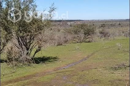 4.9ha en la región del Maule, loteado - Imagen 4