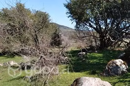 4.9ha en la región del Maule, loteado - Imagen 7
