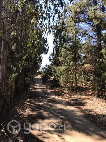 Parcela algarrobo