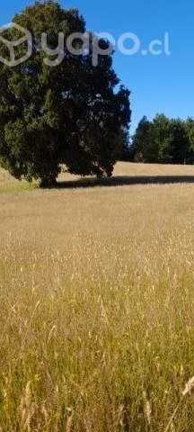 Vendo sitio 1000 mts² villarrica - Imagen 3