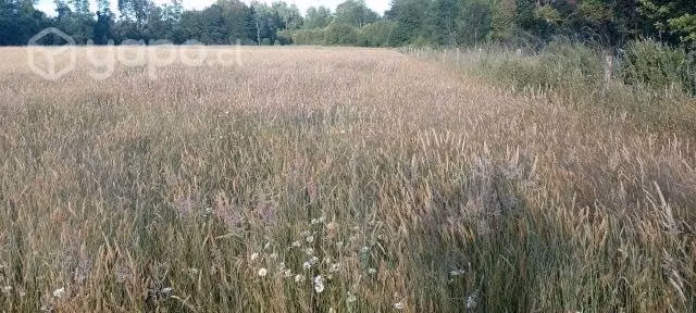 Campo 8,5 Hectáreas Cañitas Orilla Río Llico