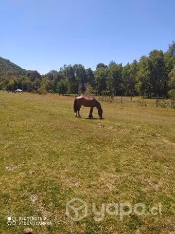 Vendo hermosa parcela camino a Termas de Chillan - Imagen 4