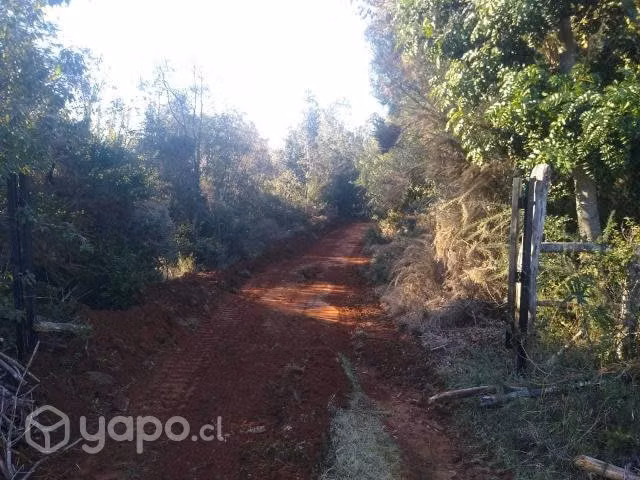5 hectareas de terreno forestado