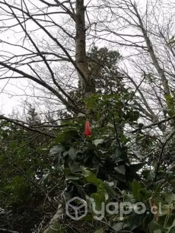 Hermosa parcela bosque nativo