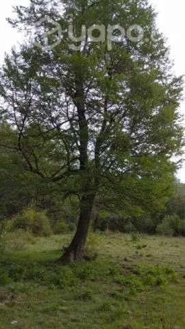 Hermosa parcela bosque nativo