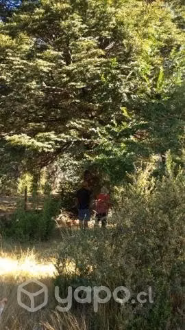 Hermosa parcela bosque nativo