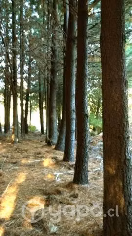 Hermosa parcela bosque nativo