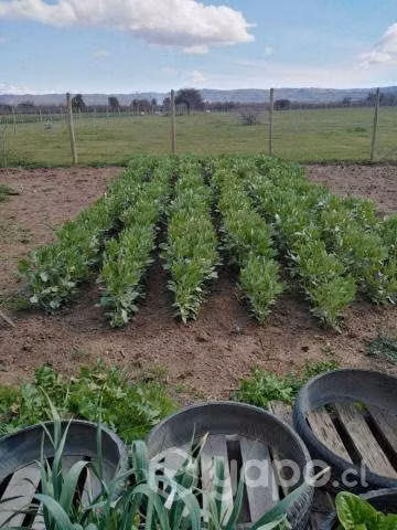Vendo terreno de 5000 m2 con casa de 158 m2, Lolol