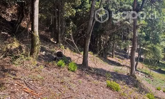 Hermosa parcela con vista asegurada al lago Pucon - Imagen 7