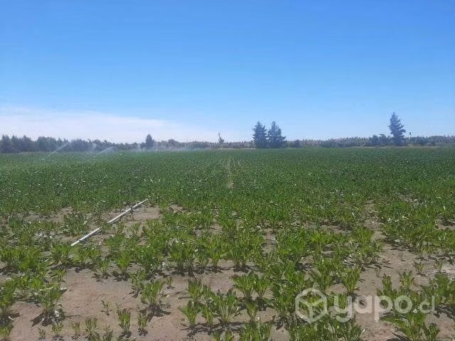 Arriendo Campo con Pivote