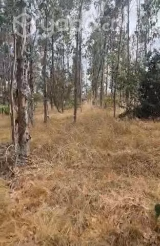 Terreno plano con Arboles
