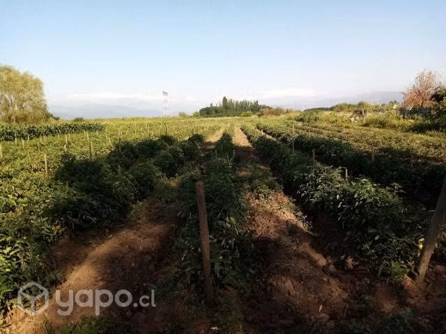 Venta de hectareas curicó
