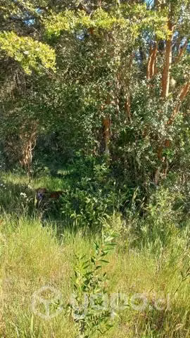 Parcela Reserva Los Arrayanes Comuna Los Lagos