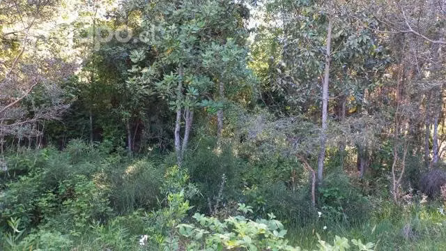Parcela Reserva Los Arrayanes Comuna Los Lagos