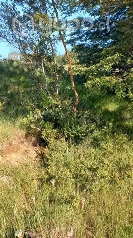Parcela Reserva Los Arrayanes Comuna Los Lagos