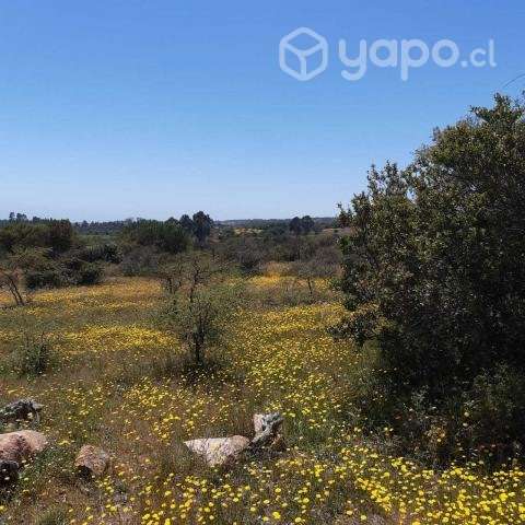 Vendo parcela de 5.000mt2 a 2 hrs de Santiago - Imagen 2