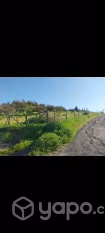 5.490mts. Terreno en olivar- Coinco - Imagen 6