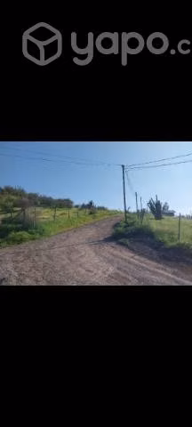 5.490mts. Terreno en olivar- Coinco - Imagen 14