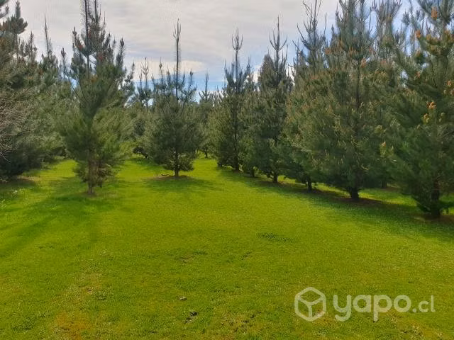 Parcela - Imagen 3