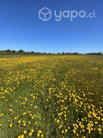 Parcela - San Carlos, Ñuble - Imagen 4