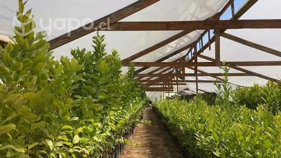 PARCELA en LIMACHE / 5150 m2