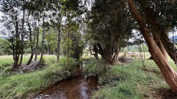 Se venden 3 parcelas camino a Paillaco - Imagen 3