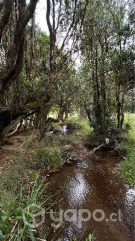 Se venden 3 parcelas camino a Paillaco - Imagen 4
