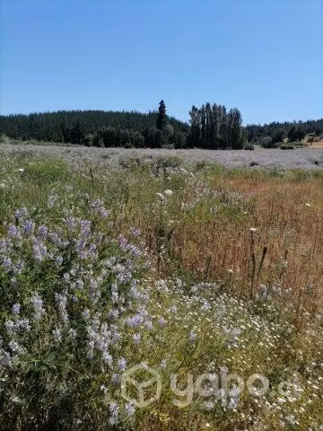 Terreno campo