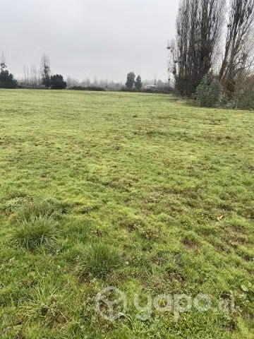 Terreno con empastada de alfalfa