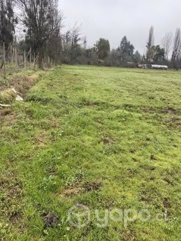 Terreno con empastada de alfalfa