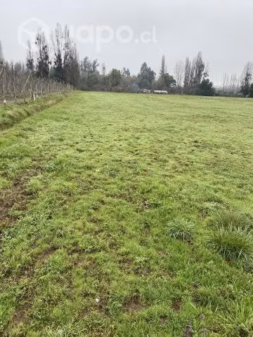 Terreno con empastada de alfalfa