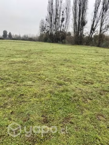 Terreno con empastada de alfalfa