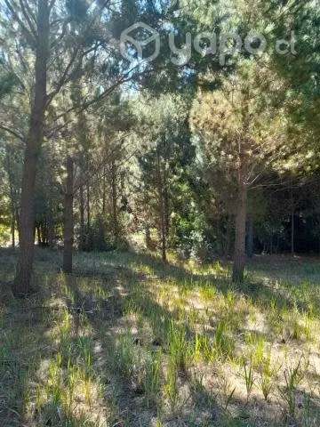 Parcela en Yumbel, sector Tapihue