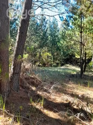 Parcela en Yumbel, sector Tapihue - Imagen 3