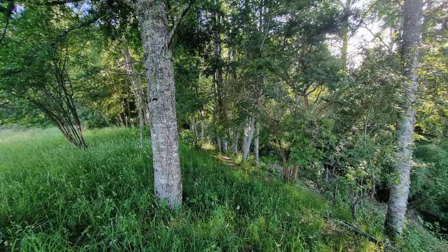 Ultimas Parcelas Chauquen Panguipulli