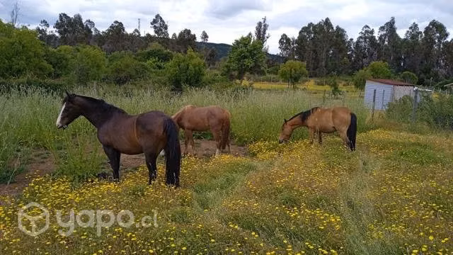 Parcela en Parral - Imagen 12