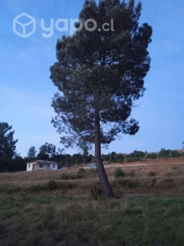 Parcela en Parral - Imagen 9