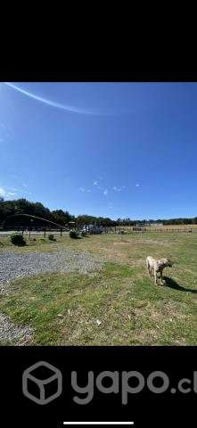 Parcela 5000m2 en condominio Campomar, piedra azul - Imagen 5