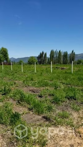 Viñedos Nenquen