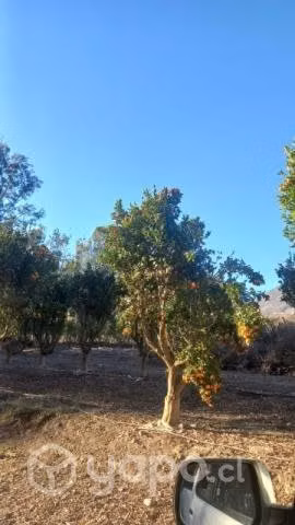 Excelentes Parcelas Agrícolas - Imagen 4