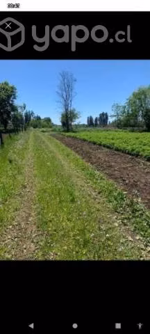 LINDA PARCELA INTERIOR 6000m2 en BULNES, SECTOR CA - Imagen 9