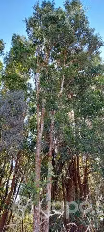 Terreno en Chiloé Quemchi