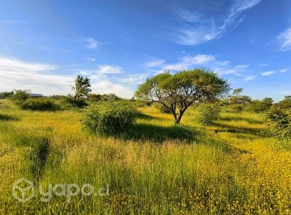 Parcela cercana a Chillan - Imagen 6