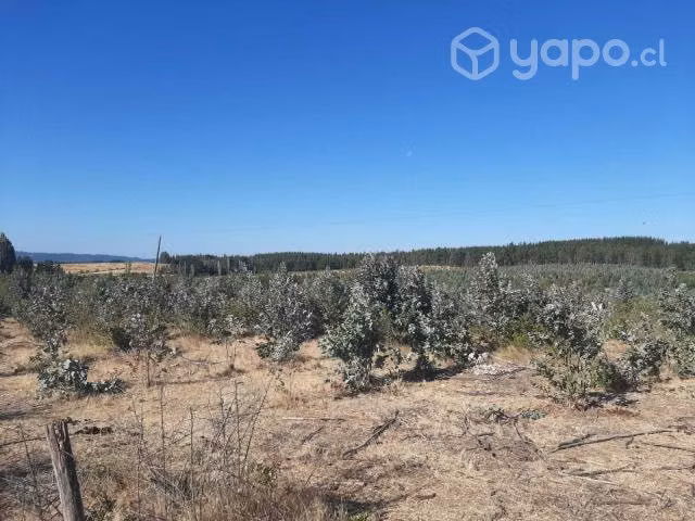 Vendo terreno 12 hectáreas a 14 km de Laja - Imagen 2