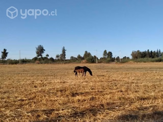 Parcelas agroecológicas de 5000 m2 Chillán