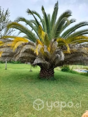 Parcela con Casa y Piscina en Paine - Imagen 2